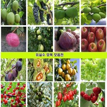 과일나무 묘목 대봉감나무 대추 매실 사과 체리 복숭아 자두 살구 배 포도 왕오디 밤 아로니아 블루베리 석류 복분자 왕보리수 앵두나무 모과 무화과 호두 칼슘나무 미니사과, 대추나무 복조대추 1년생