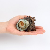 산지직송 거제 해녀 자연산 뿔소라 제주 뿔 소라 회 1kg, 단품없음