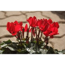 미니시클라멘(빨강)-꽃향이좋아요 오랜기간개화함 실내공기정화