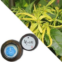 늘향 늘향 깊은향과 상쾌함을 전하는 일랑일랑향 항아리캔들 (2737173), 1호 브라운
