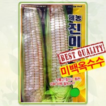 미백 옥수수 씨앗 70립 찰옥수수 종자 씨 봄 여름 가을 옥수수씨 JN