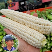 쫀쫀이 괴산 대학 찰옥수수 삶은 찐 옥수수 생 냉동 햇옥수수, 1세트, 냉동찐옥수수 5팩(총15개입)