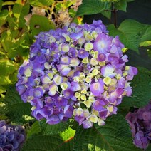 수국나무 묘목 (정원수국) 엔들레스썸머 (블룸스트러크) 포트묘, 1개