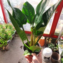 30~60cm 99 대엽콩고 중품, 1개