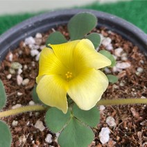 [다온야생화] W2031 루테울라사랑초 (10cm) [랜덤]