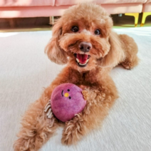 베일리홈 댕댕러그 애견 사계절 반려견매 생활방수 워셔블 애견미끄럼방지 강아지매트 복도거실식탁 다용도 펫러그 슬개골예방 로미 카페트, 그레이