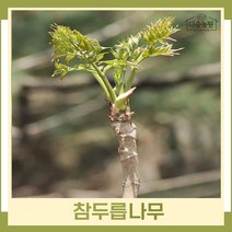 두릅나무 묘목 참두릅 근삽1년생 뿌리묘 5개
