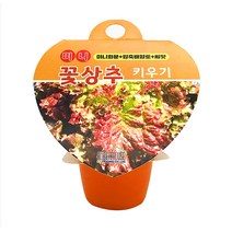 [홈앤스쿨] 미니 꽃상추 키우기 식물 세트