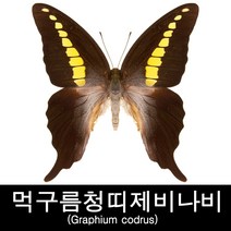 먹구름청띠제비나비표본/Graphium codrus 80-90mm+-