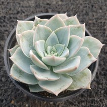 봄의정원 스와베오렌스 다육