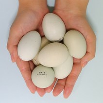 안동 자연방사 청란 청계닭 계란 20~60구, 유정란 (청란) 30구