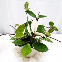 호야 꽃피는 행잉 공중 덩쿨 인테리어 키우기 쉬운 식물 독일화분, 단품, 1개