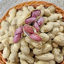 올바른새움푸드 국산 100% 2023년 예천 햇땅콩 자색땅콩 삶아먹는 땅콩, 1개, 일반땅콩 2kg