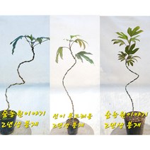 황칠나무 분재묘목(2년산), 분재묘목(2년생), 1개