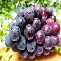 씨없는거봉 4kg 안성 거봉포도 추석과일 선물 산지직송, 1박스 4kg (5-7송이)