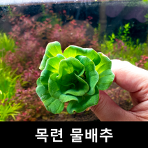 목련물배추 초보자수초 자연수초 부상수초, 1촉