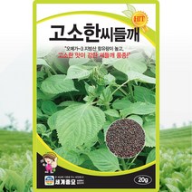 고소한 들깨 씨앗 들깨 씨 종자 20g, 단품