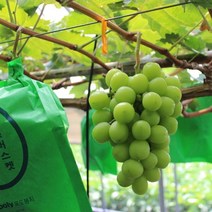 상주 샤인머스켓 망고 청 포도 제철과일 2kg(3-5송이)