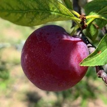 [충북농원] 로얄대석 자두 묘목 1년생 접목묘, 접목/1년생/상묘