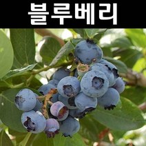 블루베리(오닐) 삽목4년 결실주(분) 1개/나무 묘목/과실수/유실수