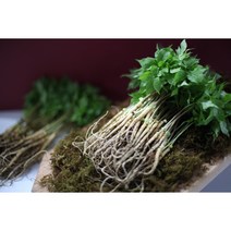 웰라 새싹삼 중(20cm~25cm)-선물포장 가능, 100뿌리