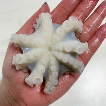 주꾸미 쭈꾸미 알쭈꾸미 활 서산 서해 생물 생쭈꾸미, 1kg 15미 내외