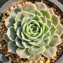 온슬로우금(랜덤발송), 1개