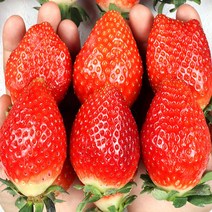 대왕딸기 1kg 생딸기 논산딸기 킹스베리, 논산 킹스베리 1kg, 1개