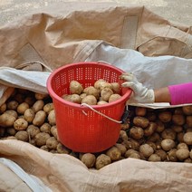 22년산 국산 햇 무농약 추백 감자 5kg 10kg, 추백 감자 5kg(개당50~90g)