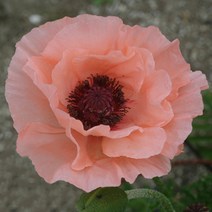 양귀비 숙근 (구근) 뽀삐 숙근양귀비 양귀비꽃 - 로코코, 1개