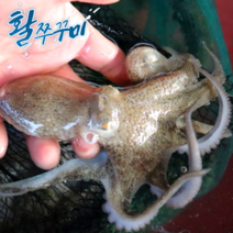 남해 통영산 활쭈꾸미 1kg 살이있는 생물 주꾸미