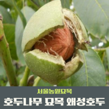 서울농원묘목/호두나무 묘목 왜성호두185 실생1년 특묘 상묘, 왜성호두