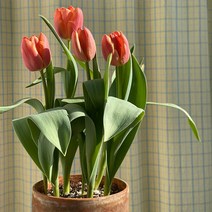 재배의정석 추식 구근 튤립 핑크 임프레션 키우기 키트 세트 무스카리 히아신스 크로커스 수선화, 3. 튤립 옐로우 퐁포네트