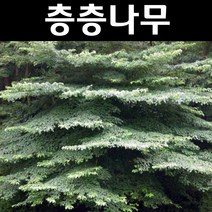 층층나무 묘목 실생3년 뿌리묘 5개/내한성강/녹음수/공원수 골프장