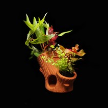 나무산란상 모듬수초(2가지) - (포트수초 쉬운수초), 단품