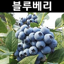블루베리/레카 7치화분 나무 묘목 1개/유실수/과수