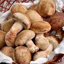 [푸르젠] [당일수확발송] 송고버섯(송화버섯) 최상급 1kg, 1개