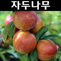 자두(추희) 접목1년(뿌리) 1개/나무 묘목/과실수/유실수