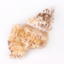 조개껍질 조개껍데기 소라껍데기 소라껍질, 봉, 상세설명 참조