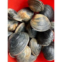안면도 자연산 개조개 함박조개 2키로부터, 5키로