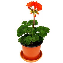 미스터허브 실내 공기정화식물 식용허브 키우기 화분 분갈이 인테리어 식물, 14_펠라고늄(색상랜덤)