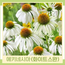 에키네시아 화이트스완 숙근 3개