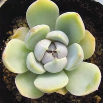 스노우바니 키우기 쉬운 실내 거실 다육 식물 화분 랜덤발송, 단품