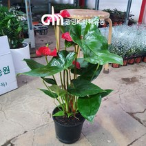 45~65cm 159 안스리움 레드 붉은색 중대품