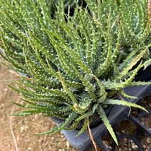 [올식스] 아가페휘밀리스, 1개