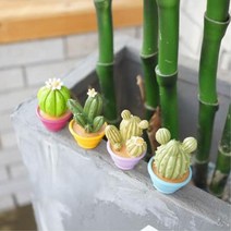 사무실 책상 인테리어 선인장 4종세트 남친선물 촬영소품 어린이집입구 예쁜소품 정원소품 이사선물 공부방