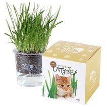 꿈쟁이 원형 저면관수화분 고양이 헤어볼 캣그라스 키우기 캣잎 밀 귀리, 1개