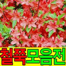 철쭉묘목 영산홍 자산홍 꽃나무 산소에심는나무, 석암(분홍꽃), 10그루