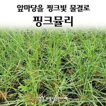 [모종심는아빠] 앞마당을 핑크빛 물결로 가득 핑크뮬리 모종 5치컵 조경용, 모종3컵, 1개