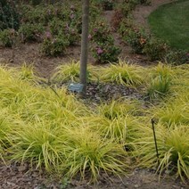 친구식물 사초 5종모음 신품종 4치 비닐포트-야생화 노지월동, 2.파미라 2개